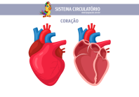 1papacaio-sistema-circulatorio-coracao-01