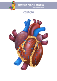 1papacaio-sistema-circulatorio-coracao-02