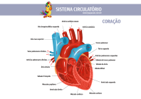1papacaio-sistema-circulatorio-coracao-03