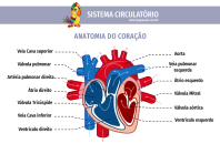 1papacaio-sistema-circulatorio-coracao-04