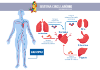 1papacaio-sistema-circulatorio-orgaos-01