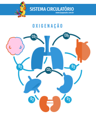 1papacaio-sistema-circulatorio-oxigenacao-01