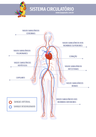 1papacaio-sistema-circulatorio-vasos-sanguineos-01