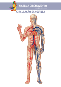 1papacaio-sistema-circulatorio-veias-arterias-01