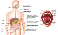 capa-anatomia-digestivo
