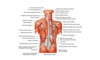 capa-anatomia-musculos