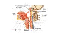 capa-anatomia-nervoso