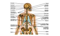 capa-anatomia-ossos