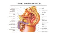 capa-anatomia-reprodutor