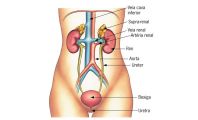 capa-anatomia-urinario