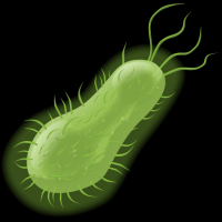 celula-bacteriana-001