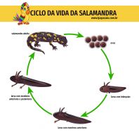 1papacaio-ciclo-da-vida-salamandra