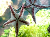 estrelas_do_mar001_1024