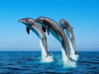 golfinhos_001_1600