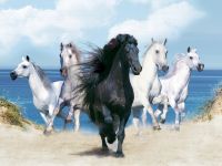 cavalos_correndo_002_1600