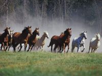 cavalos_correndo_003_1600