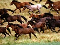 cavalos_correndo_004_1600