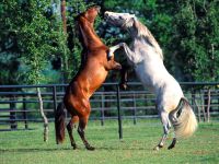 cavalos_empinando_1600