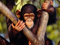chimpanze_001_1600