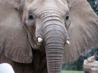 elefante_africano_001_1600