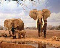 elefantes_africano_001_1600