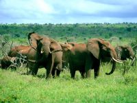 elefantes_mata1024