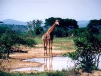 girafas1024