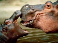 hipopotamos_namorando_001_1600