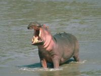 hippo1024