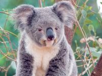 koala_001_1600