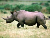rinoceronte_1024