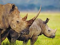 rinocerontes_001_1600