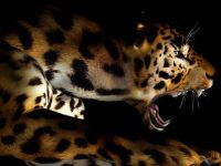 leopardo001_1024
