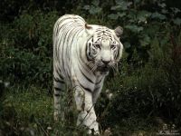 tigre-de-bengala1024