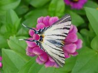 borboleta_zebra1024