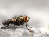 mosca_domestica_001_1600