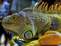 iguana_003_1600