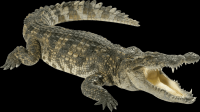 crocodilo-001
