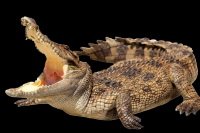 crocodilo-003