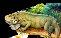 iguana-003