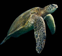 tartaruga-marinha-003