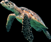 tartaruga-marinha-005